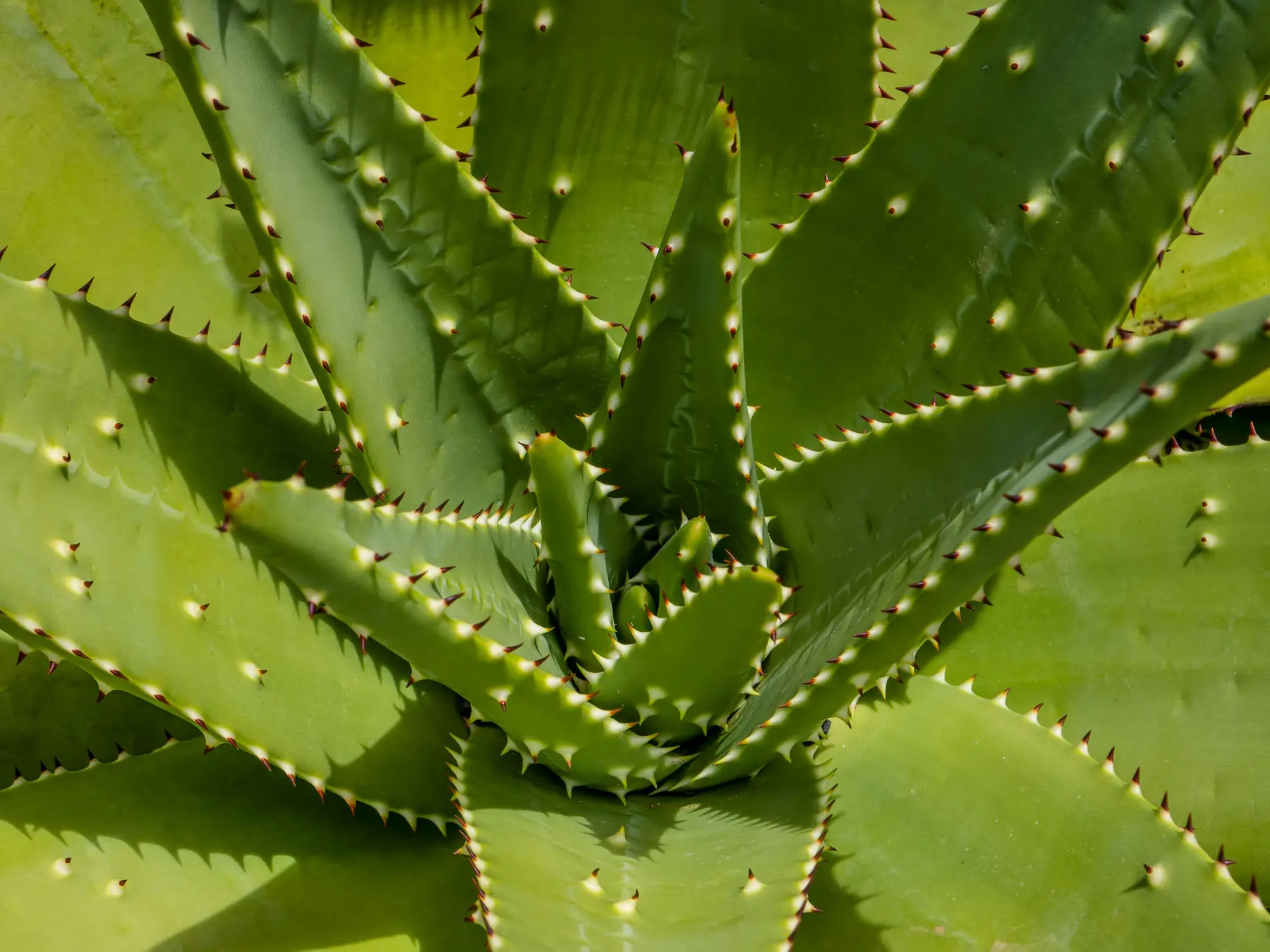 Aloe vera, listed on the label as the leaf